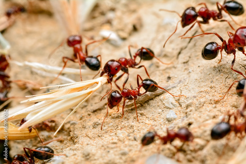 Plakat Silne szczęki czerwonych mrówek z bliska
