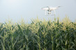 Drone flying at corn field