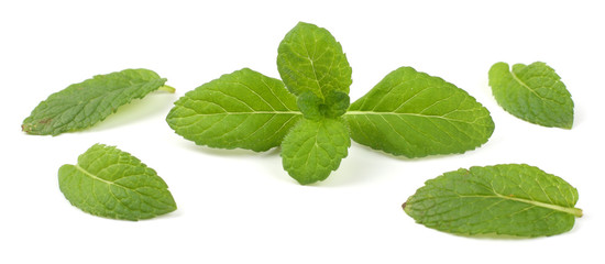 Mint leaf green plants isolated on white background, peppermint aromatic properties of strong teeth