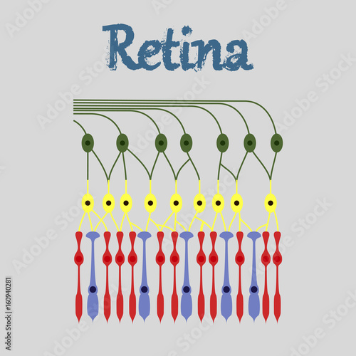 Fotografía human icon in flat style structure retina