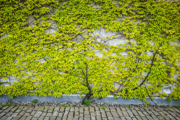 a green leafy wall next to the road.