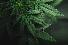 Marijuana Leaves, Cannabis On A Dark Background