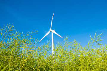 Wall Mural - Renewable resources, grain field with wind turbine in background