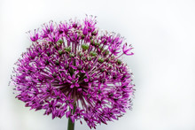Purple Flower Decorative Onion On A Light Background