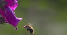Bumble Bee Tumbles From Foxglove Flower And Hovers. Slow Motion