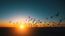 Silhouettes Flock Of Seagulls Over The Sea During Amazing Sunset.