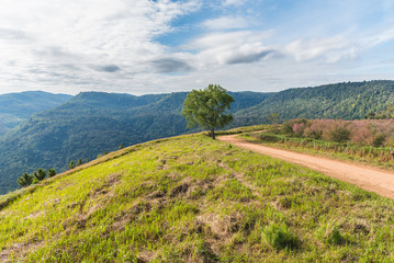 road to cherry blossom hill