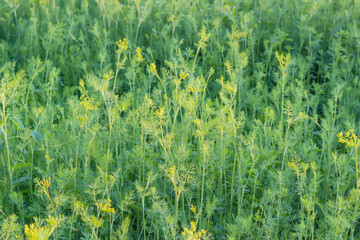 Background of a part of the dill planting