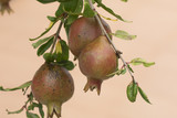 Pomegranate fruit in Thailand.