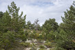 Scots pine forest and padded brushwood (Cytisus oromediterraneus and Juniperus communis) in Siete Picos (Seven Peaks) range, Guadarrama Mountains National Park, provinces of Madrid and Segovia, Spain
