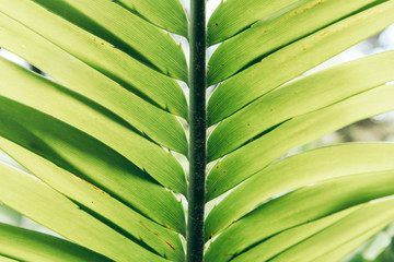 Wall Mural - Green plant leaves background