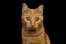 Portrait Of Ginger Cat With Huge Sadly Eyes, Looking In Camera On Isolated Black Background, Front View
