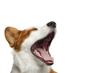 Close-up Portrait Of Yawn Welsh Corgi Cardigan Dog With Happy Face On Isolated White Background, Profile View