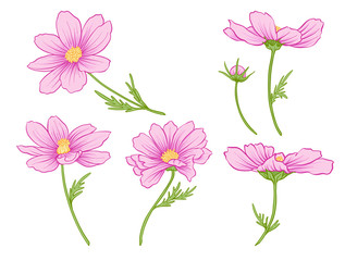cosmos flowers. set of colored flowers. stock line vector illustration.