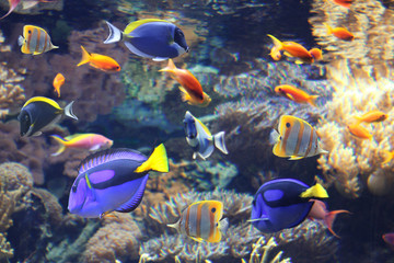 Wall Mural - Underwater scene with tropical fish