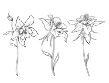 Columbine Flowers. Set Of Outline Flowers.Stock Line Vector Illustration. Outline Hand Drawing Coloring Page For Coloring Book.