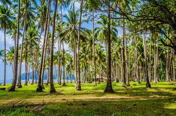 Palm trees near Corong Beach, El Nido, Palawan, Philippines