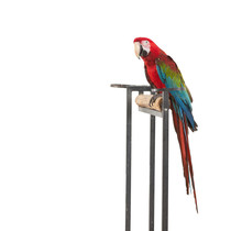 Beautiful Scarlet Macaw Bird  Isolated On White Background