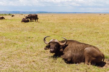 Wall Mural - buffalo bulls grazing in savannah at africa