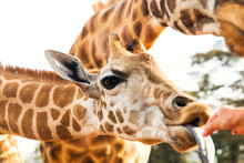Hand Feeding Giraffe In Africa