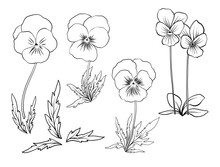 Violet Flowers. Set Of Outline Flowers.Stock Line Vector Illustration. Outline Hand Drawing Coloring Page For Coloring Book.
