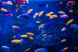 Fototapeta Do akwarium - Tropical fish with corals and algae in blue water. Beautiful background of the underwater world