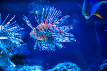 Tropical Fish Lion Fish And Corals. Beautiful Background Of The Underwater World