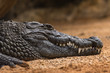 Nile crocodile Crocodylus niloticus, close-up detail of teeth with blood of the Nile crocodile open eye, Sharpened teeth of dangerous predator