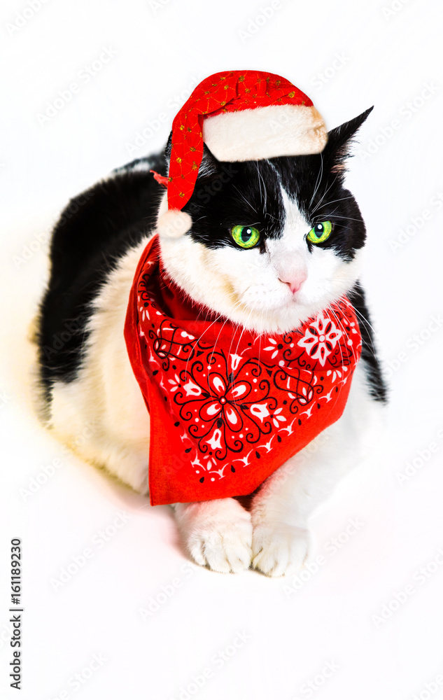 Portrait of a cute black and white cat wearing a red bandana and Santa Claus hat, Portrait of a cute black and white cat wearing a red bandana and Santa Claus hat,