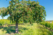 Cherry Tree - Kirschbaum