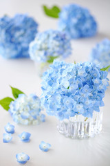 Fotomurales - Beautiful blue hydrangeaあじさい