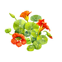 Red Nasturtium Flowers And Leaves Painted With Watercolor