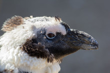 Close Up Head Of A Scruffy Moulting (molting) Penguin Bird.