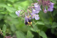 Bumble Bee On Purple Flower In Garden 
