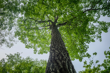 Skyward view of a beautiful leafy canopy.