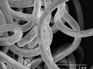 Magnified view of worm parasite