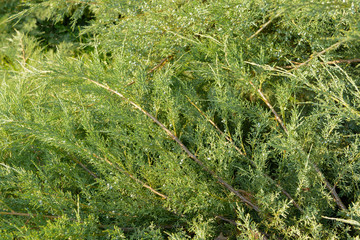 green hedge of thuja trees cypress, juniper . green natural background. close up. texture. leaves of