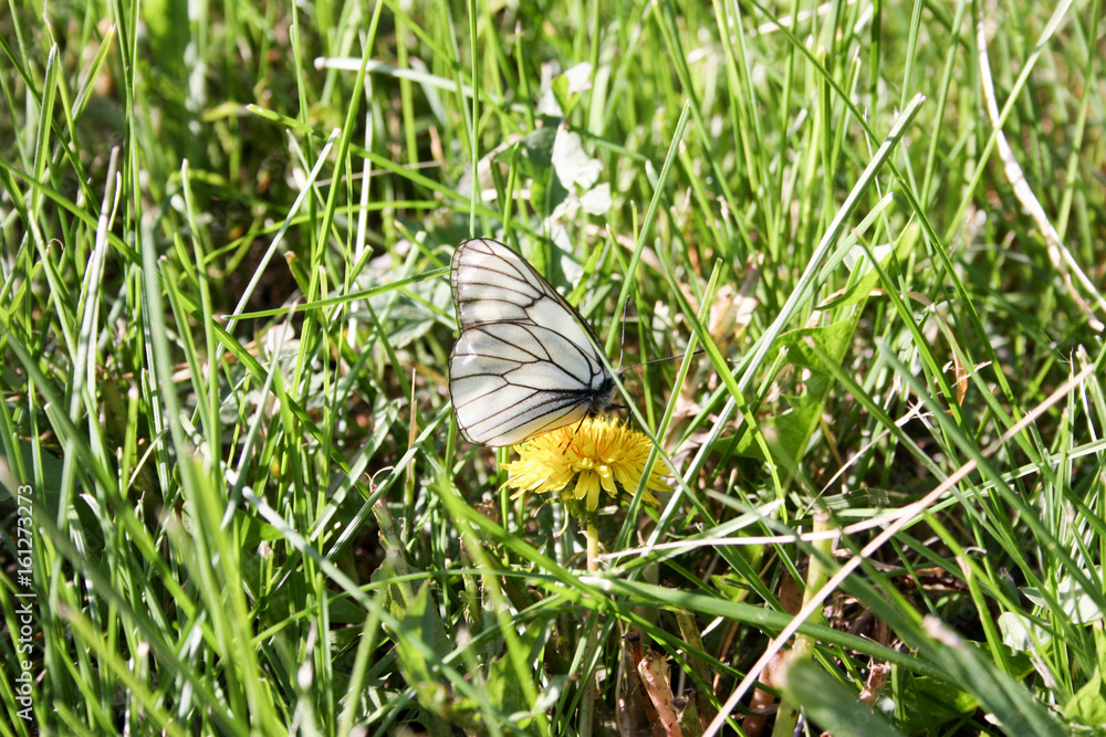 A white butterfly on a flower with a zlot - obrazy, fototapety, plakaty 