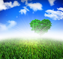 Wall Mural - a fresh summer morning with mist and a solo tree.