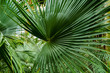 Zielone liście palmy.
