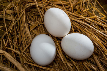 chicken eggs white and brown 