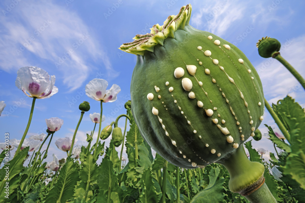 Opium - latex flows from immature macadamia (Poppy seed - Papaver somniferum) - obrazy, fototapety, plakaty 