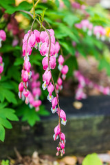 Wall Mural - Macro closeup of bleeding heart flowers showing detail and texture