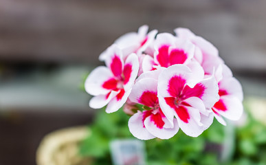 Red, white and pink geranium flowers macro closeup on window sill outside