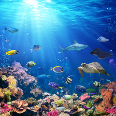 Canvas Print - Underwater Scene With Coral Reef And Tropical Fish
