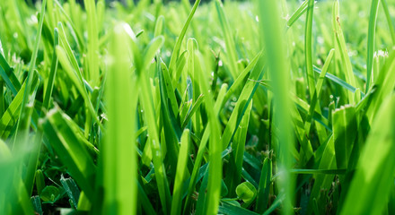 textured background - close up of green grass in the morning light