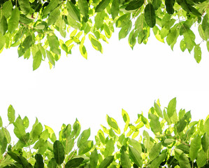 Wall Mural - Green leaves background with white copy space, on white background