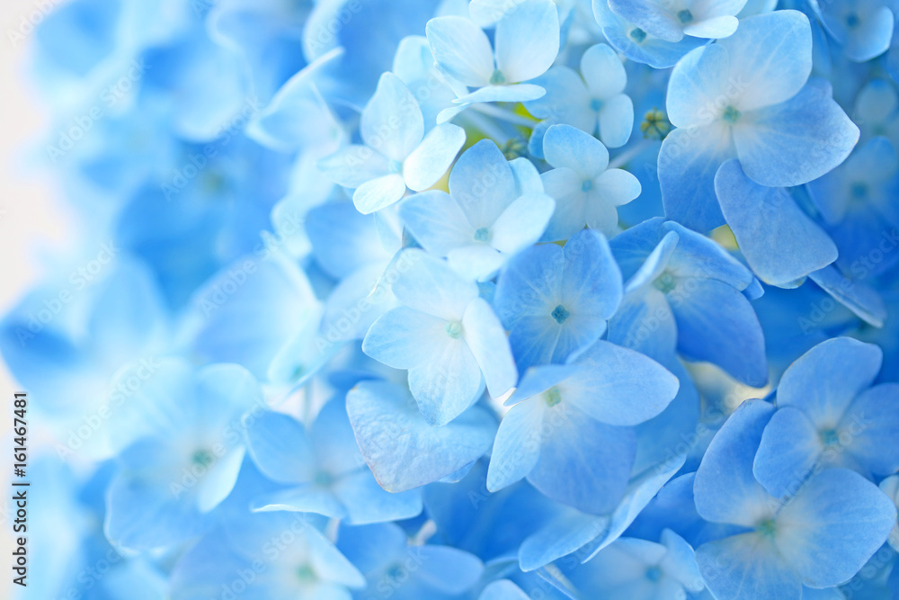 Beautiful blue hydrangea flowers background - obrazy, fototapety, plakaty 