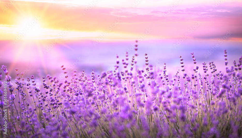 Sunset sky over a violet lavender field in Provence, France. Lavender bushes closeup on evening light. - obrazy, fototapety, plakaty 