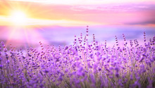 Sunset Sky Over A Violet Lavender Field In Provence, France. Lavender Bushes Closeup On Evening Light.